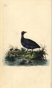Foulque macroule, Fulica atra. Gravure à la main en cuivre dessinée et gravée par Edward Donovan de son propre « Histoire naturelle des oiseaux britanniques », Londres - Edward Donovan