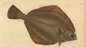 Limande, Limanda limanda. Gravure à la main par Edward Donovan de son "Histoire naturelle des poissons britanniques"