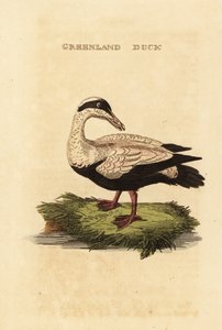 Eider à duvet, Somateria mollissima - Edward Donovan