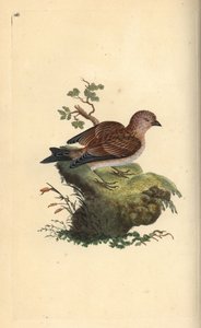 Linotte mélodieuse, Carduelis cannabina. Gravure sur cuivre coloriée à la main dessinée et gravée par Edward Donovan de son Histoire naturelle des oiseaux britanniques, Londres - Edward Donovan
