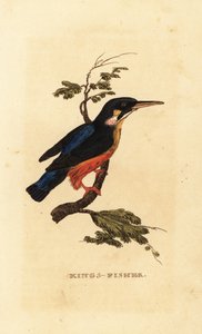 Martin-pêcheur d