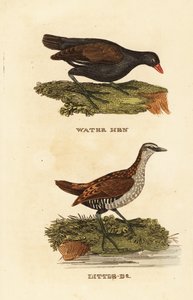 Gallinule poule-d
