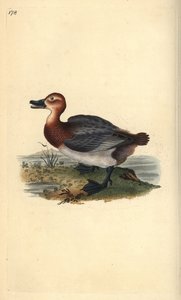Fuligule milouin ou morillon à tête rouge, Aythya ferina (femelle) - Edward Donovan