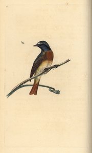 Rougequeue à front blanc. Phoenicurus phoenicurus. Gravure à la main par Edward Donovan de son "Histoire naturelle des oiseaux britanniques" - Edward Donovan