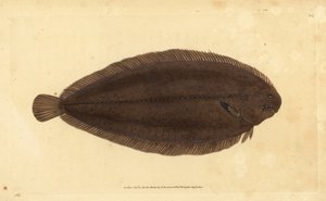 Sole commune ou sole de Douvres, Solea solea (Pleuronectes solea) - Edward Donovan