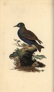 Étourneau sansonnet, Sturnus vulgaris. Gravure à la main en cuivre dessinée et gravée par Edward Donovan de son propre « Histoire naturelle des oiseaux britanniques », Londres - Edward Donovan