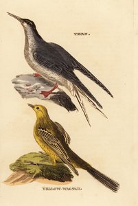 Sterne pierregarin, Sterna hirundo, et Bergeronnette printanière, Motacilla flava