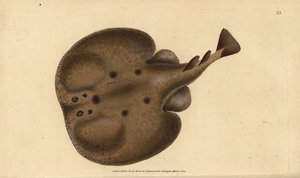 Torpille commune ou raie électrique, Raja torpedo. Gravure à la main en cuivre dessinée et gravée par Edward Donovan de son Histoire naturelle des poissons britanniques, Donovan et F.C. et J. Rivington, Londres