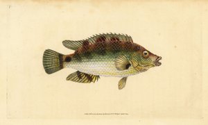 Girelle commune, Symphodus melops. Gravure à la main par Edward Donovan de son "Histoire naturelle des poissons britanniques" - Edward Donovan