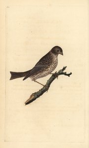 Bruant proyer, Miliaria calandra. Gravure à la main en cuivre dessinée et gravée par Edward Donovan de son Histoire naturelle des oiseaux britanniques, Londres - Edward Donovan