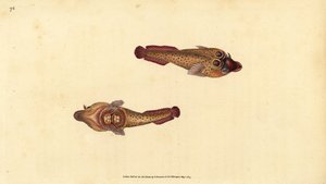 Ventouse cornouaillaise, Lepadogaster purpurea. Gravure à la main en cuivre dessinée et gravée par Edward Donovan de son Histoire naturelle des poissons britanniques, Donovan et F.C. et J. Rivington, Londres - Edward Donovan
