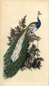 Paon bleu, Pavo cristatus. Gravure à la main en cuivre dessinée et gravée par Edward Donovan de son propre « Histoire naturelle des oiseaux britanniques », Londres - Edward Donovan