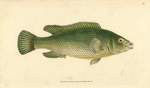Girelle paon, Labrus mixtus. Gravure à la main par Edward Donovan de son "Histoire naturelle des poissons britanniques" - Edward Donovan