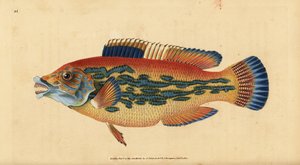 Labre coucou, Labrus mixtus (Labre rayé, Labrus variegatus). Gravure à la main en cuivre dessinée et gravée par Edward Donovan de son Histoire naturelle des poissons britanniques, Donovan et F.C. et J. Rivington, Londres