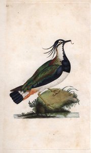 Vanneau huppé. Vanellus vanellus. Gravure sur cuivre par Edward Donovan, publiée dans "Histoire naturelle des oiseaux britanniques" - Edward Donovan
