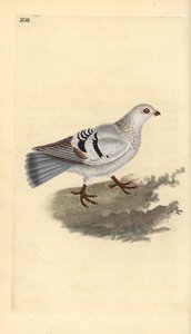 Pigeon domestique, Columba livia domestica