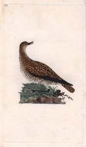 Pluvier doré, Pluvialis apricaria - Edward Donovan