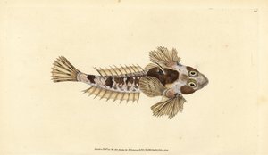 Callionyme lyre (Callionymus dracunculus)