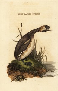 Grèbe esclavon adulte, Podiceps auritus - Edward Donovan