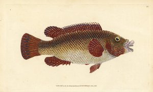 Vieille atlantique, Symphodus tinca - Edward Donovan
