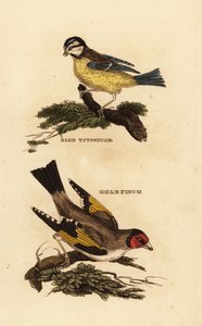 Mésange bleue, Cyanistes caeruleus, et Chardonneret élégant, Carduelis carduelis - Edward Donovan