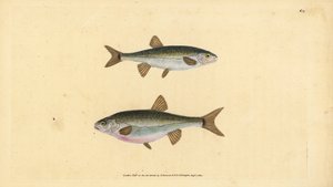 Vairon, Phoxinus phoxinus. Gravure à la main par Edward Donovan de son "Histoire naturelle des poissons britanniques" - Edward Donovan