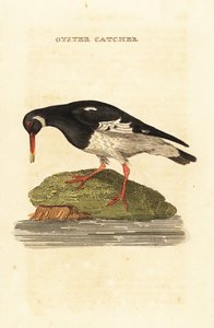 Huîtrier pie, Haematopus ostralegus - Edward Donovan