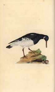 Huîtrier pie, Haematopus ostralegus - Edward Donovan