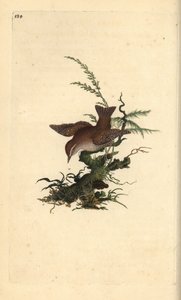 Troglodyte mignon, Troglodytes troglodytes