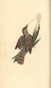 Torcol fourmilier. Jynx torquilla. Gravure à la main par Edward Donovan de son "Histoire naturelle des oiseaux britanniques" - Edward Donovan