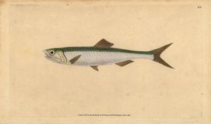 Anchois européen, Engraulis encrasicolus. Gravure à la main en cuivre dessinée et gravée par Edward Donovan de son Histoire naturelle des poissons britanniques, Donovan et F.C. et J. Rivington, Londres - Edward Donovan