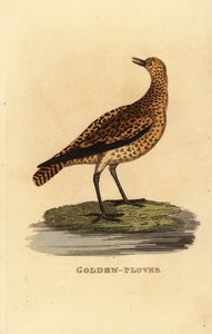 Pluvier doré européen, Pluvialis apricaria - Edward Donovan