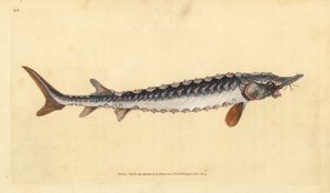 Esturgeon européen ou commun. Gravure à la main par Edward Donovan de son Histoire naturelle des poissons britanniques - Edward Donovan