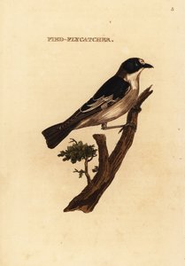 Gobemouche noir et blanc, Ficedula hypoleuca - Edward Donovan
