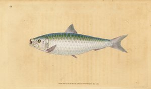 Sardine européenne, Sardina pilchardus - Edward Donovan