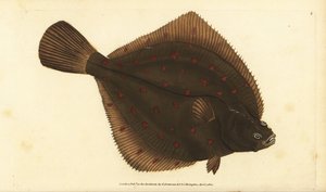 Plie européenne, Pleuronectes platessa - Edward Donovan