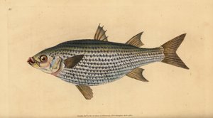 Mulet cabot, Mugil cephalus - Edward Donovan