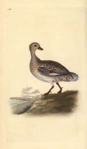 Canard chipeau (femelle), Anas strepera. Gravure à la main en cuivre dessinée et gravée par Edward Donovan de son propre « Histoire naturelle des oiseaux britanniques », Londres