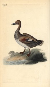 Canard chipeau (mâle), Anas strepera. Gravure sur cuivre colorée à la main tirée de l