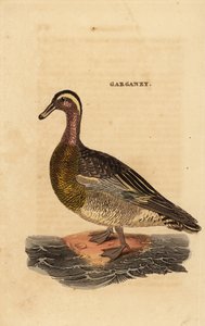 Sarcelle d