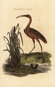 Ibis falcinelle, Plegadis falcinellus - Edward Donovan