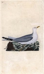Goéland cendré. Larus canus. Gravure en cuivre par Edward Donovan (1768-1837), publiée dans Histoire naturelle des oiseaux britanniques, Londres - Edward Donovan