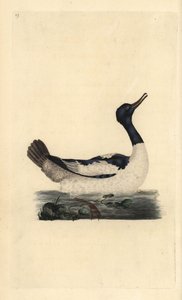 Harle bièvre. Mergus merganser. Gravure à la main par Edward Donovan de son "Histoire naturelle des oiseaux britanniques" - Edward Donovan