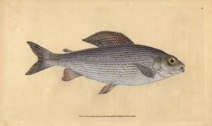 Ombre, Thymallus thymallus