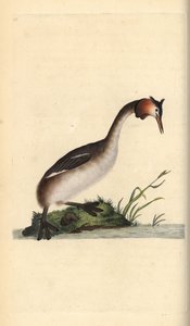 Grèbe huppé, Podiceps cristatus - Edward Donovan