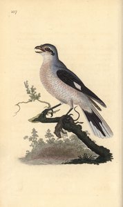 Pie-grièche grise (femelle), Lanius excubitor. Gravure à la main en cuivre dessinée et gravée par Edward Donovan de son propre "Histoire naturelle des oiseaux britanniques," Londres - Edward Donovan