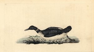 Plongeon imbrin, Gavia immer - Edward Donovan