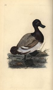 Fuligule milouinan, Aythya marila - Edward Donovan