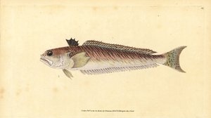 Grande vive, Trachinus draco. Gravure à la main en cuivre dessinée et gravée par Edward Donovan de son Histoire naturelle des poissons britanniques, Donovan et F.C. et J. Rivington, Londres - Edward Donovan