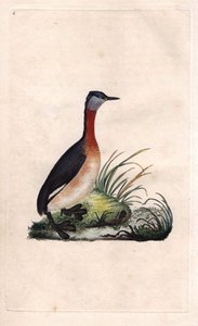 Grèbe joyeux. Podiceps grisegena (Podiceps ruficollis) - Edward Donovan